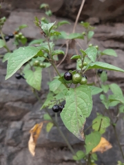 Solanum americanum