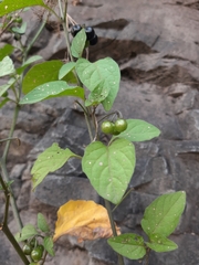 Solanum americanum