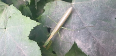 Tenodera angustipennis
