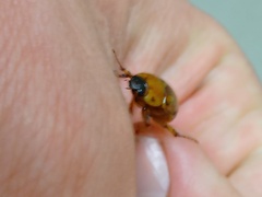 Cyclocephala