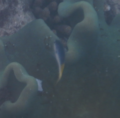 Neopomacentrus azysron