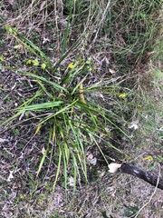 Dianella brevipedunculata