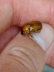 Cyclocephala