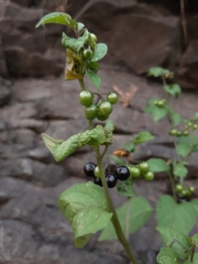 Solanum americanum