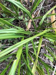 Dianella brevipedunculata