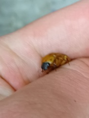 Cyclocephala