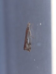 Catoptria falsella