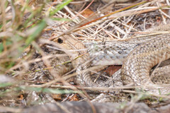 Pseudonaja textilis