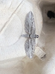 Eupithecia phoeniceata