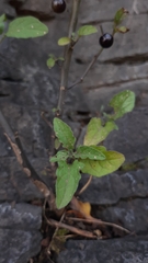 Solanum americanum