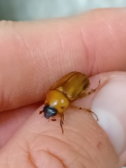 Cyclocephala