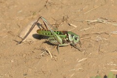 Decticus verrucivorus