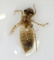 Procordulia grayi