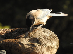 Cyanopica cooki