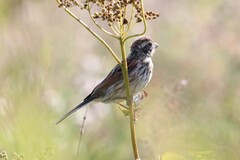 Emberiza schoeniclus
