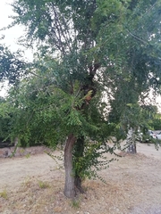 Ulmus