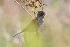 Emberiza schoeniclus