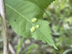 Phylloxera