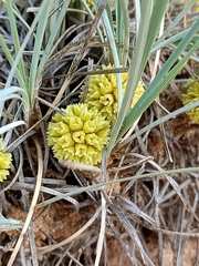 Lomandra collina