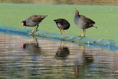 Gallinula tenebrosa