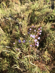 Limonium scabrum