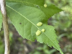 Phylloxera
