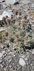 Phacelia sericea