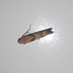 Nyctegretis lineana