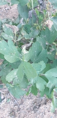 Glehnia littoralis