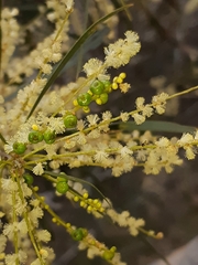 Acacia floribunda