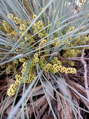 Lomandra collina