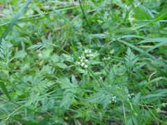 Torilis leptophylla