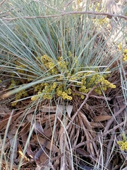 Lomandra collina