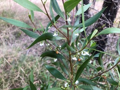 Myoporum acuminatum