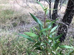 Myoporum acuminatum