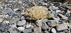 Draba oligosperma