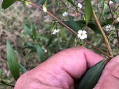 Myoporum acuminatum