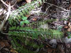 Asplenium