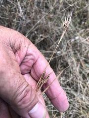 Cymbopogon refractus