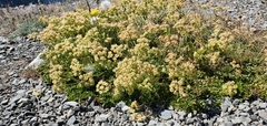 Eriogonum umbellatum