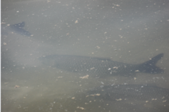 Ctenopharyngodon idella