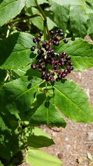 Sambucus racemosa melanocarpa
