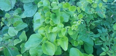 Cocculus orbiculatus