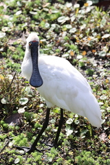 Platalea regia
