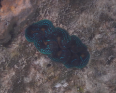 Tridacna crocea