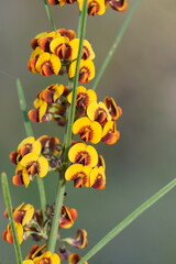 Daviesia leptophylla