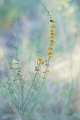 Daviesia leptophylla