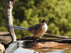 Cyanopica cooki