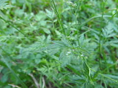 Torilis leptophylla