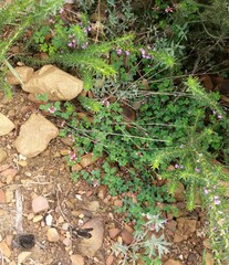 Indigofera dodii